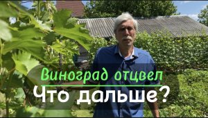 Виноград после цветения. Работы на винограднике в июле.
