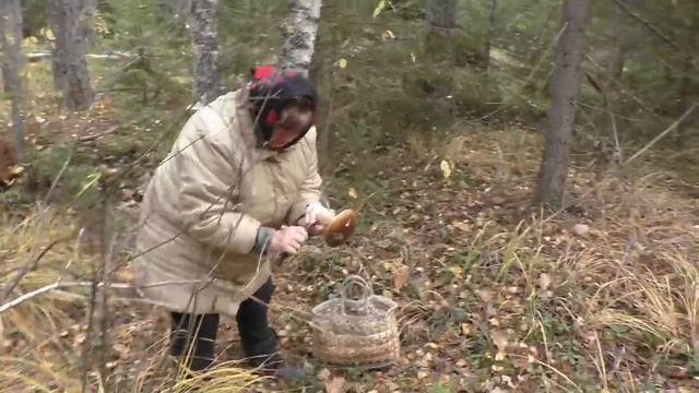 В далёкие ДИКИЕ места ЗА БЕЛЫМИ ГРИБАМИ! Опять норма ПОЛНАЯ КОРЗИНА смотреть онлайн