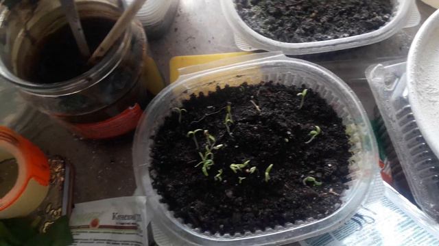 #эустома #рассада # огородвдоме Экскурсия по моему огороду.