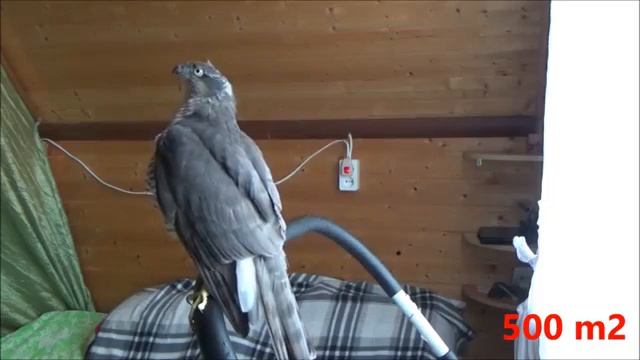 Как ухаживать за хищной птицей в домашних условиях . урок №5 - купание ястреба смотреть онлайн