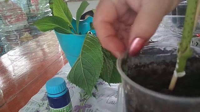 #гортензия #черенки#крупнолистная#метельчатая# смотреть онлайн