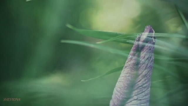 Мелодия души (Secret Garden - Sanctuary) смотреть онлайн