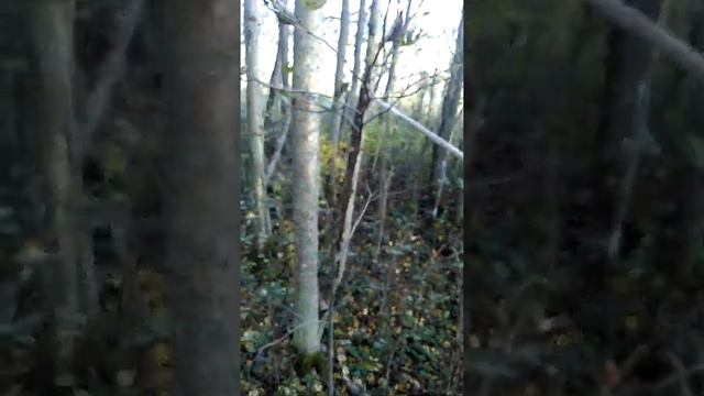 Лес лесок часть 1 смотреть онлайн