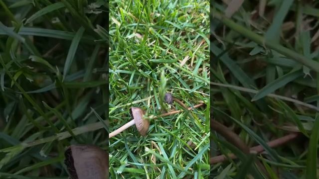 Identify This Species?? смотреть онлайн