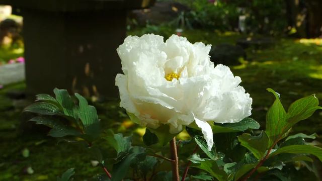 12V. Эксклюзивная коллекция, "Sakuranokagayaki" (Свечение сакуры) смотреть онлайн