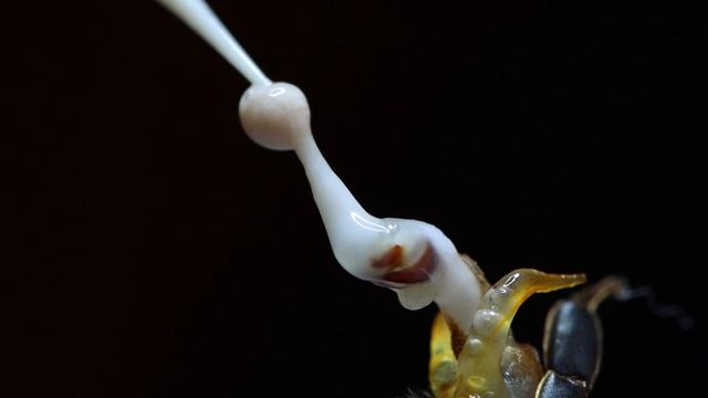 Инструментальное осеменение маток Golden Buckfast .instrumental insemination of honey bees смотреть онлайн
