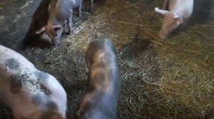 Обзор поросят петрен и откорма