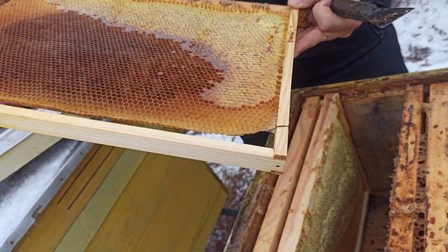 СЛЁТ ПЧЁЛ ОСЕНЬЮ. Почему слетают пчёлы смотреть онлайн