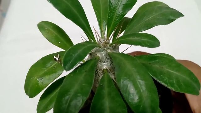 Rosa do deserto de Espinhos? Pachypodium Saundersii смотреть онлайн