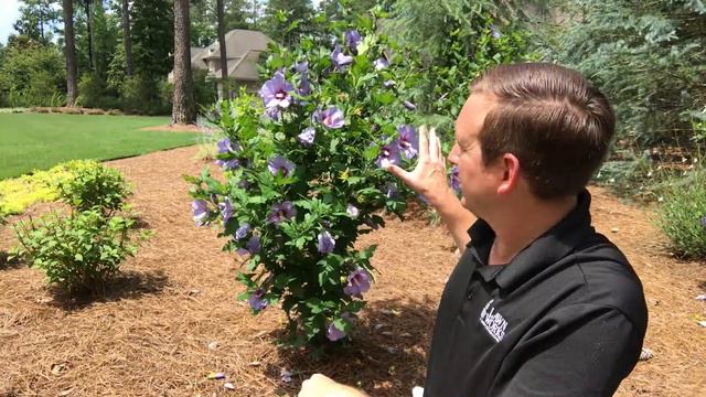 Blue chiffon hibiscus смотреть онлайн