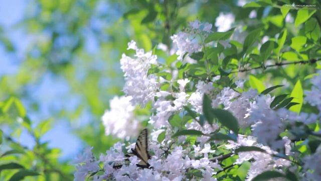 Музыка утреннего света - музыка без слов для расслабления ума! немного энергии для нового дня смотреть онлайн