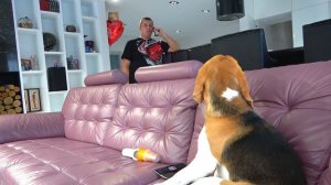 ШЕРЛОК под АРЕСТОМ. ЩЕНОК ПОДРАЛСЯ В ШКОЛЕ. БРОС ШОУ ПЕТ