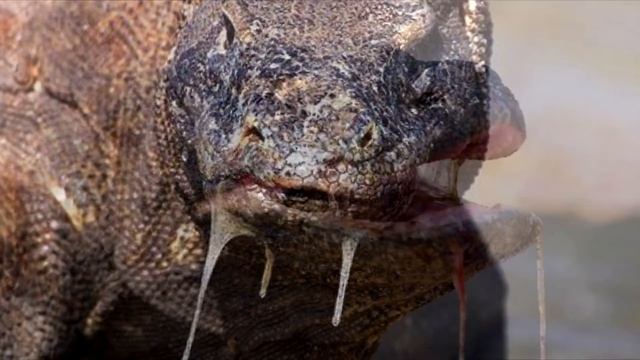 DRAGON DE KOMODO vs PITON | ¿Quién Ganaría? | EPIC VERSUS ??️? смотреть онлайн