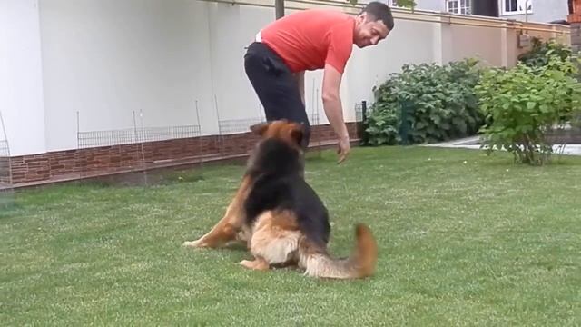 Happy. Немецкая овчарка Дакар German Shepherd 3 years. Одесса. смотреть онлайн