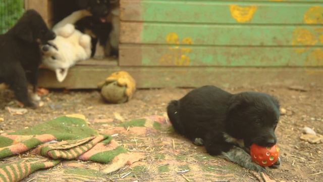 Социальный ролик в защиту бездомных животных. смотреть онлайн