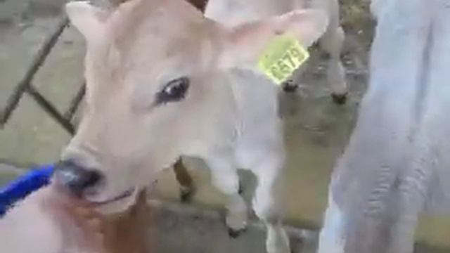 Телёночек сосущий руку*) смотреть онлайн