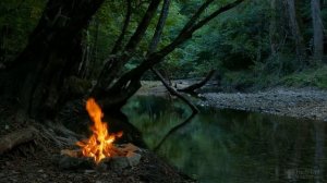 Размножение вишни черенками весной