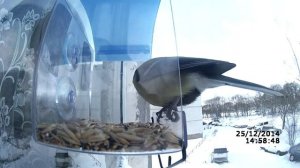 Кормушка для птиц на окно из пластика Тестируем и снимаем птичек