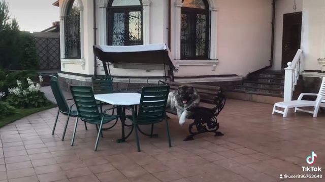 Кавказская овчарка Кузьма Всем привет от Кузьмы #Кавказскаяовчарка #Кузьма #Деревня #лето смотреть онлайн