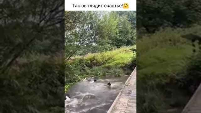 КАК ВЫГЛЯДИТ СЧАСТЬЕ? ВОТ ТАК! СМОТРИТЕ. И НЕ ГОВОРИТЕ, ЧТО НЕ ВИДЕЛИ смотреть онлайн