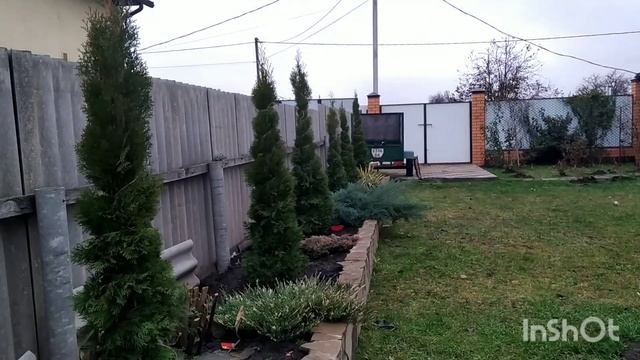 готовит туи к зиме смотреть онлайн