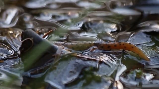 Обыкновенный тритон / Lissotriton vulgaris / Smooth newt смотреть онлайн