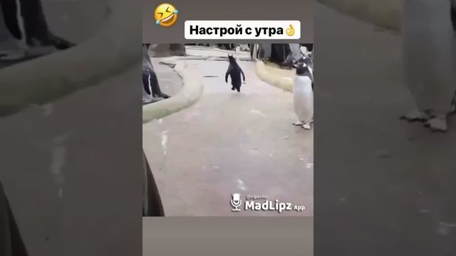 МЕМ ПРО ПИНГВИН-НАСТРОЙ С УТРА