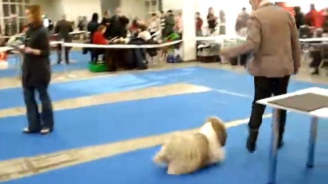 лхаса апсо смотреть онлайн