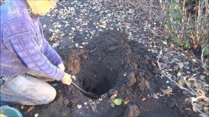 Как сажать крыжовник.