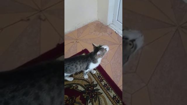 Кошка открывает дверь... смотреть онлайн