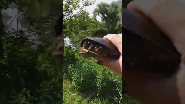 Монстр в Орлике! Европейская болотная черепаха на червя! смотреть онлайн
