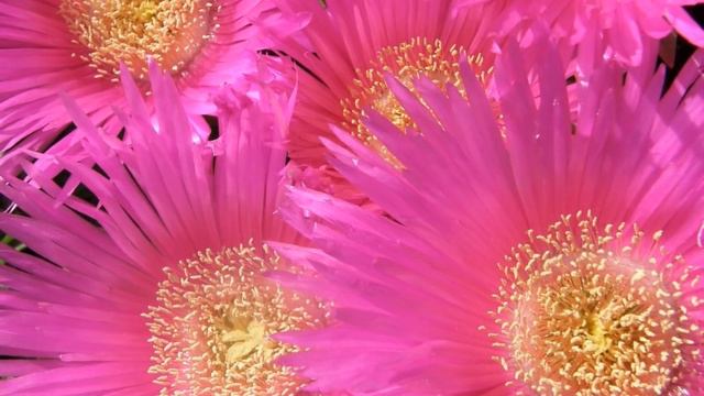 Laurent Voulzy : Le Pouvoir Des Fleurs