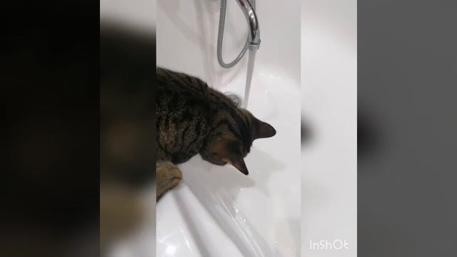 Мой котик Тишка - Даша Наумова смотреть онлайн