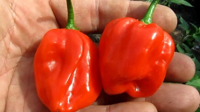 Aji Umba Red - Аджи Умба красный смотреть онлайн