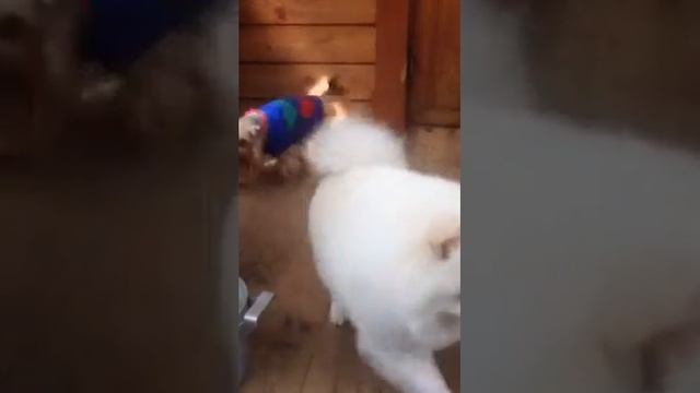 Померанец Сахиб смотреть онлайн