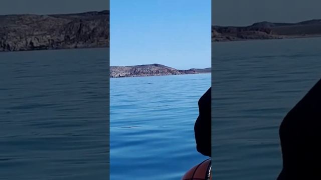 Narwhal hunting смотреть онлайн