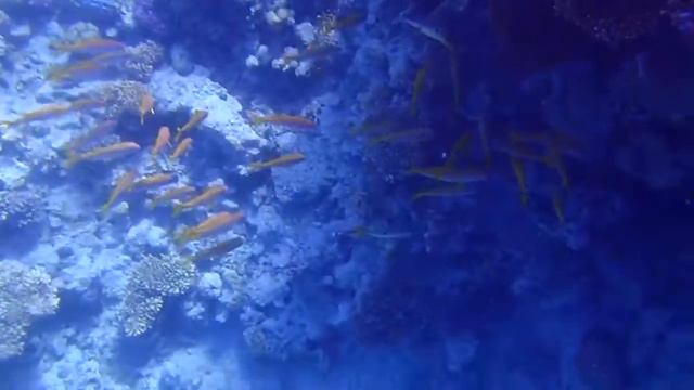 Club Faraana Reef Resort смотреть онлайн