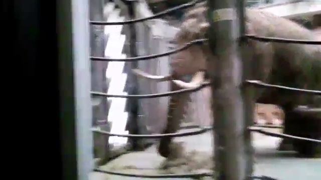 Слониха в московском зоопарке. смотреть онлайн