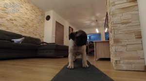 СМЕШНОЙ  Кокос на скейте. МОПС, воспитание и дрессировка ЩЕНКА. Приколы.