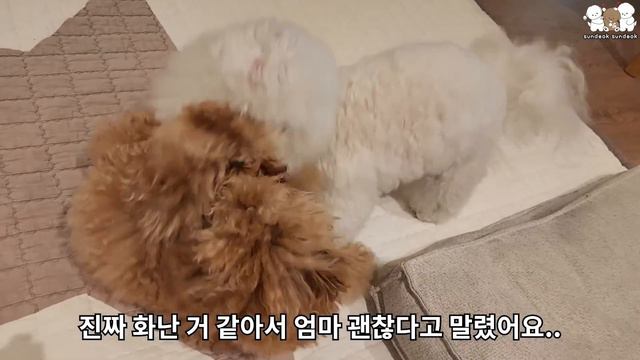 엄마를 괴롭히는 동생 강아지에게 찐으로 화내는 언니 강아지 (화난 곰돌이) смотреть онлайн