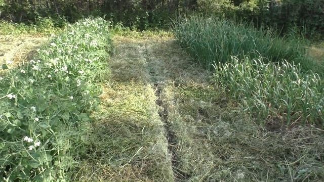 ? Мульчирование грядок сеном | Огород под сеном смотреть онлайн