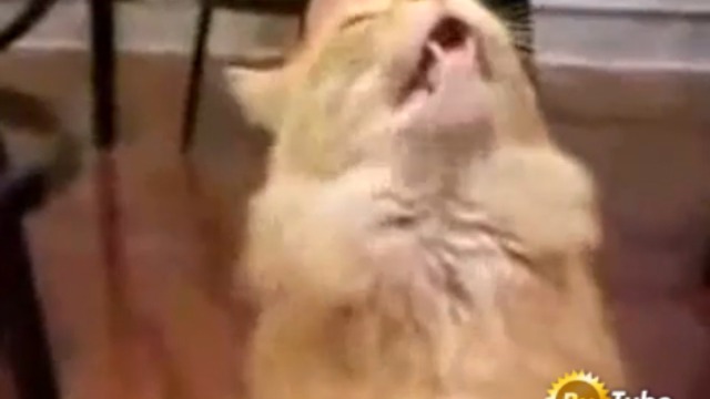 Говорящий кот смотреть онлайн