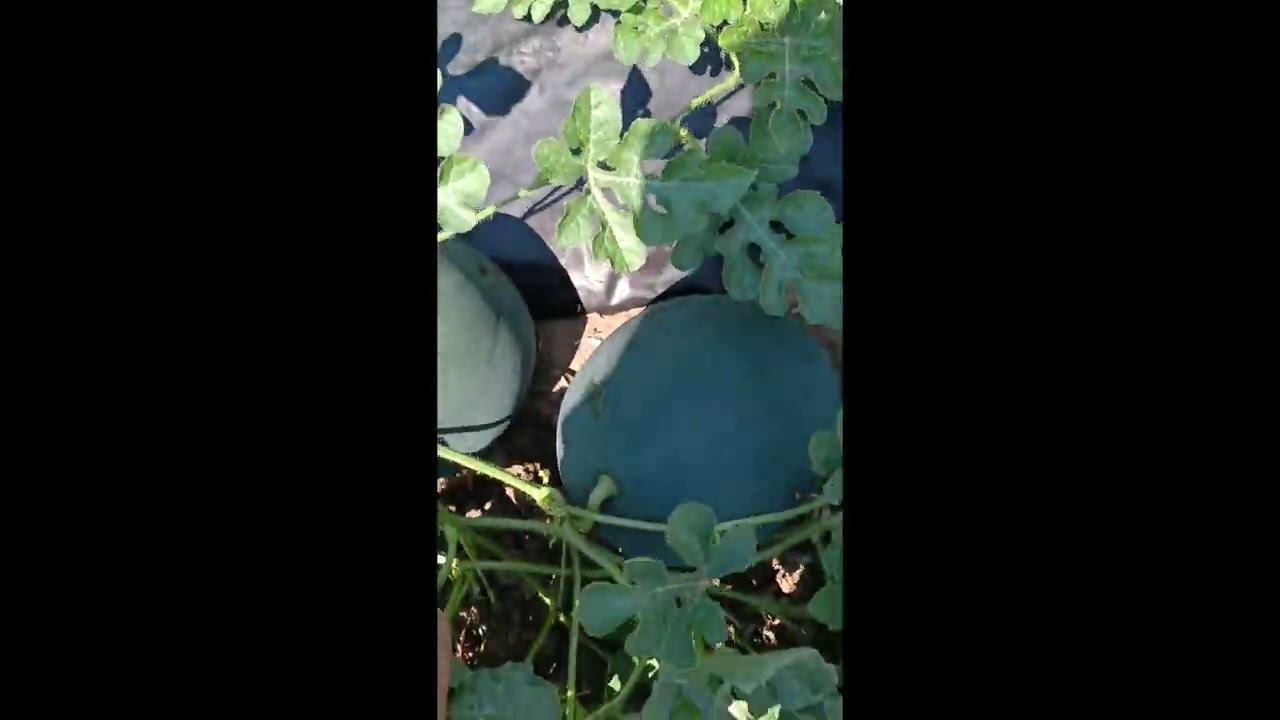 бахча в Сибири 2024 г