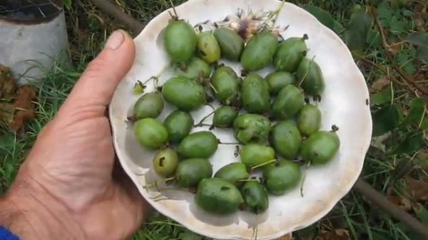 Первый урожай актинидии