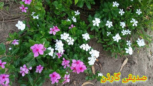 Maxican Petunia Is Blooming In Field Area.........