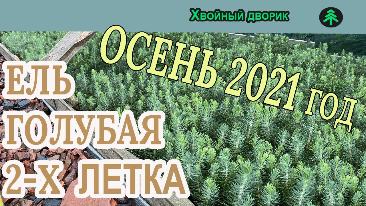 Какая ель голубая 2-х летка на осень 2021 года. Обзор интернет-магазина питомника "Хвойный дворик" смотреть онлайн