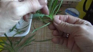 Многолетняя гвоздика.Зимовка, размножение.