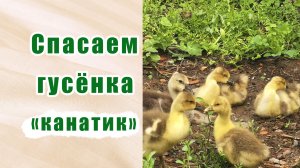 Гусята из инкубатора. Делаем «канатик», спасаем гусёнка.