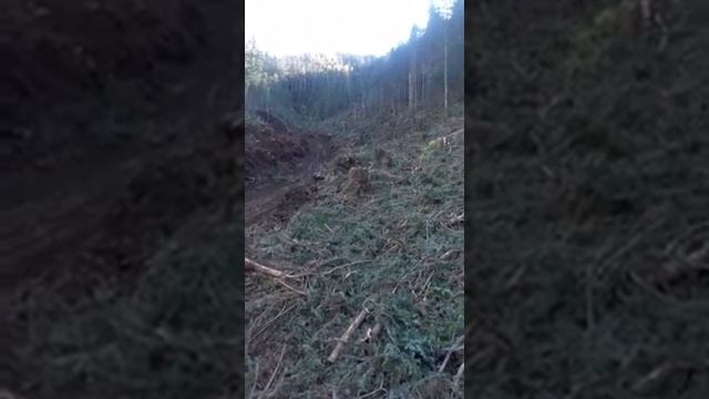 Канатная трелевка леса. смотреть онлайн