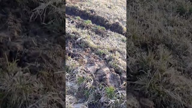 Гуляем на даче. Карантин. смотреть онлайн